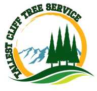 tallestclifftree.com